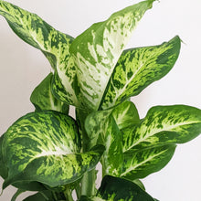 Load image into Gallery viewer, Dieffenbachia Sublime - 130mm
