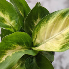 Load image into Gallery viewer, Dieffenbachia seguine Tropic Marianne / Dumb Cane - 105mm
