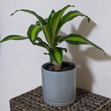 Load image into Gallery viewer, Dracaena fragrans massangeana / Happy Plant - 150mm Ceramic Pot - Sydney Only
