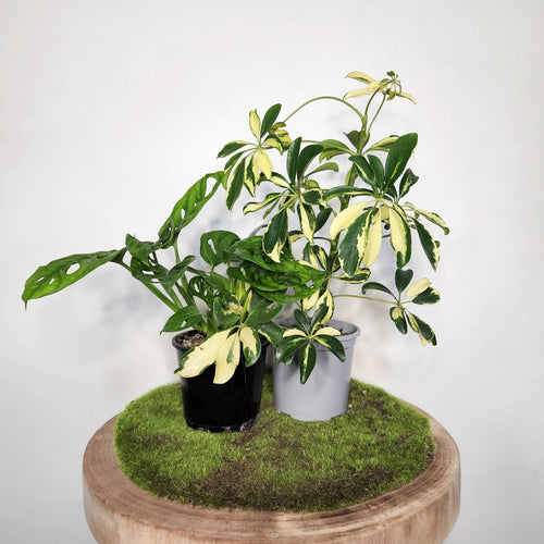 Easy Care Plants Pack - Hard to Kill - Sydney Only