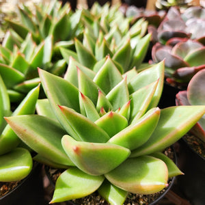 Echeveria Agavoides Contepec Green - 105mm