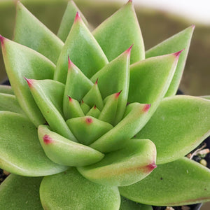 Echeveria Agavoides Contepec Green - 105mm