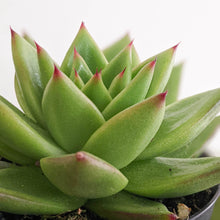Load image into Gallery viewer, Echeveria Agavoides Contepec Green - 105mm
