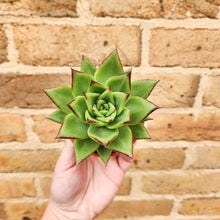 Load image into Gallery viewer, Echeveria Agavoides &#39;Lipstick&#39; - 80mm
