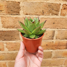 Load image into Gallery viewer, Echeveria Agavoides &#39;Lipstick&#39; - 80mm
