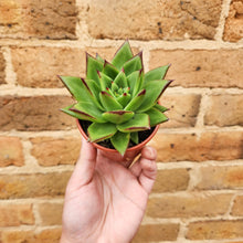 Load image into Gallery viewer, Echeveria Agavoides &#39;Lipstick&#39; - 80mm
