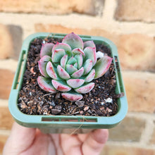 Load image into Gallery viewer, Echeveria Apple Jam - 66mm

