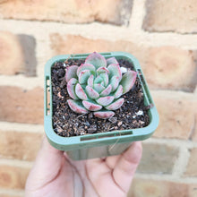 Load image into Gallery viewer, Echeveria Apple Jam - 66mm
