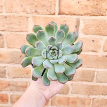 Load image into Gallery viewer, Echeveria Apus - 105mm
