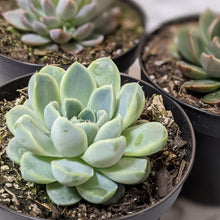 Load image into Gallery viewer, Echeveria Assorted 3 Pack - 90mm
