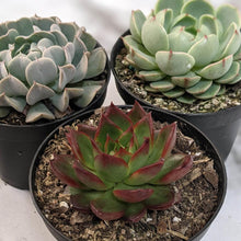 Load image into Gallery viewer, Echeveria Assorted 3 Pack - 90mm
