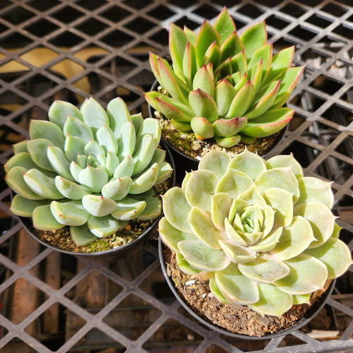 Echeveria Assorted 3 Pack - 90mm - Sydney Only