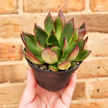 Load image into Gallery viewer, Echeveria Benimusume - 90mm
