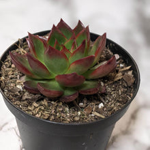 Load image into Gallery viewer, Echeveria Benimusume - 90mm
