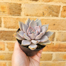 Load image into Gallery viewer, Echeveria Beverley - 90mm
