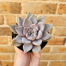 Load image into Gallery viewer, Echeveria Beverley - 90mm
