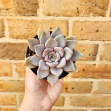 Load image into Gallery viewer, Echeveria Beverley - 90mm

