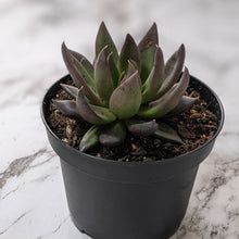 Load image into Gallery viewer, Echeveria Black Knight - 90mm
