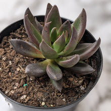Load image into Gallery viewer, Echeveria Black Knight - 90mm
