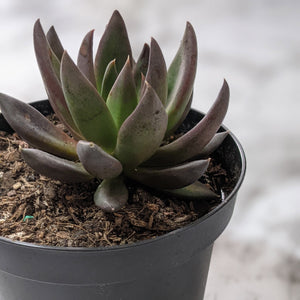 Echeveria Black Knight - 90mm
