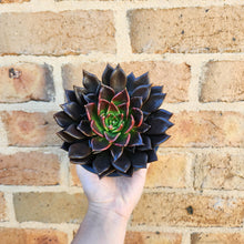 Load image into Gallery viewer, Echeveria Black Prince - 120mm
