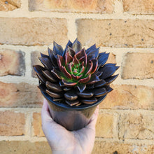 Load image into Gallery viewer, Echeveria Black Prince - 120mm
