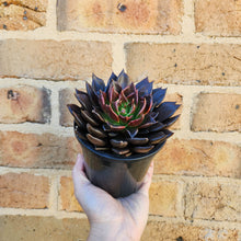 Load image into Gallery viewer, Echeveria Black Prince - 120mm
