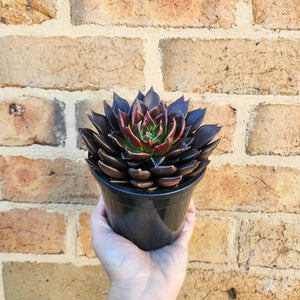 Echeveria Black Prince - 120mm