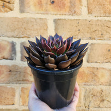 Load image into Gallery viewer, Echeveria Black Prince - 120mm

