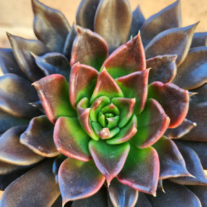 Echeveria Black Prince - 120mm