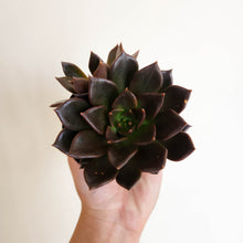 Load image into Gallery viewer, Echeveria Black Prince - 90mm
