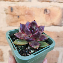 Load image into Gallery viewer, Echeveria Black Queen - 66mm
