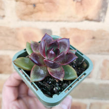 Load image into Gallery viewer, Echeveria Black Queen - 66mm
