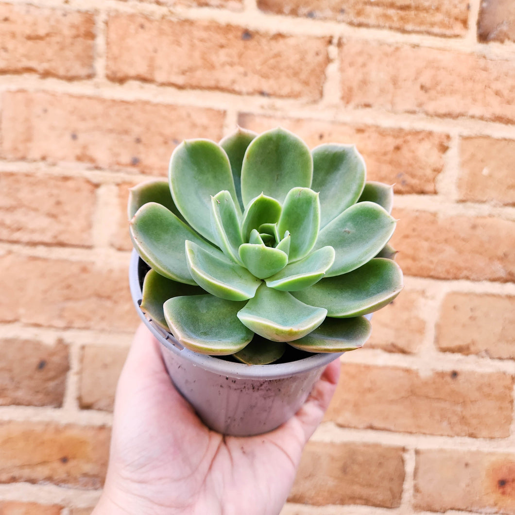 Echeveria Blue Marlin - 105mm