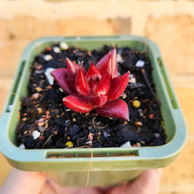 Load image into Gallery viewer, Echeveria Bordeaux - 66mm
