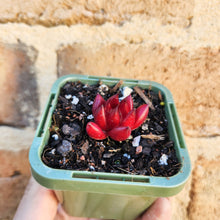 Load image into Gallery viewer, Echeveria Bordeaux - 66mm
