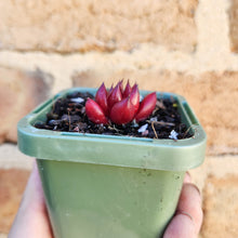 Load image into Gallery viewer, Echeveria Bordeaux - 66mm
