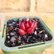 Load image into Gallery viewer, Echeveria Bordeaux - 66mm
