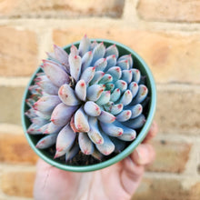 Load image into Gallery viewer, Echeveria Bun WJ (Korean Form) - 80mm
