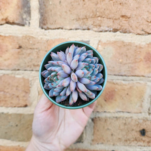 Echeveria Bun WJ (Korean Form) - 80mm