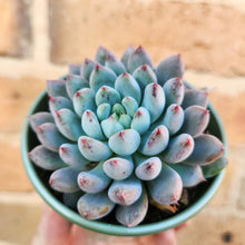 Load image into Gallery viewer, Echeveria Bun WJ (Korean Form) - 80mm
