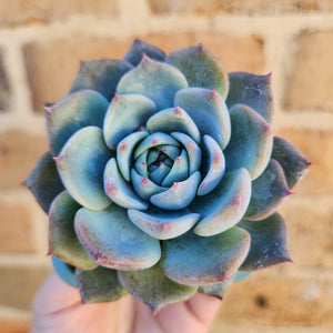 Echeveria Caroline - 66mm