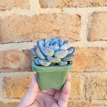 Load image into Gallery viewer, Echeveria Caroline - 66mm
