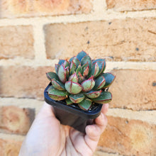 Load image into Gallery viewer, Echeveria Cat&#39;s Eye - 66mm
