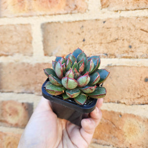 Echeveria Cat's Eye - 66mm