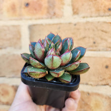 Load image into Gallery viewer, Echeveria Cat&#39;s Eye - 66mm
