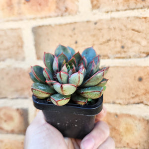 Echeveria Cat's Eye - 66mm