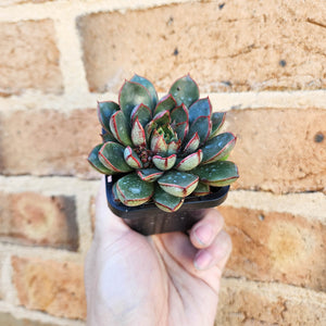 Echeveria Cat's Eye - 66mm