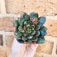 Load image into Gallery viewer, Echeveria Cat&#39;s Eye - 66mm
