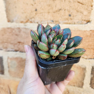 Echeveria Cat's Eye - 66mm